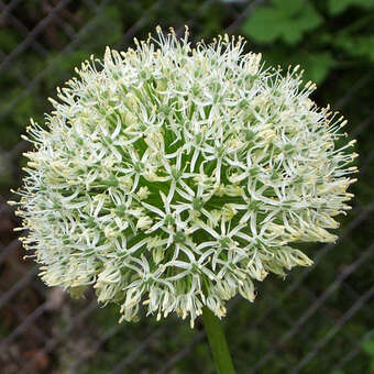Allium nigrum