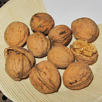 Juglans regia 'Seifersdorfer Runde'
