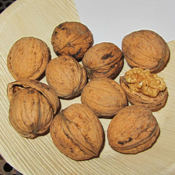 Juglans regia 'Seifersdorfer Runde': Bild 1/1 Juglans regia 'Seifersdorfer Runde': Bild 1/1