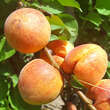 Prunus armeniaca 'Frühe Rosenmarille': Bild 1/3