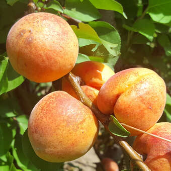 Prunus armeniaca 'Frühe Rosenmarille'
