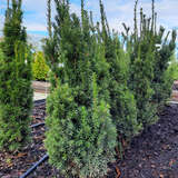 Taxus media 'Hillii' - Schlanke Heckeneibe