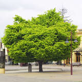 Ulmus glabra 'Lutescens' - Gold-Bergulme