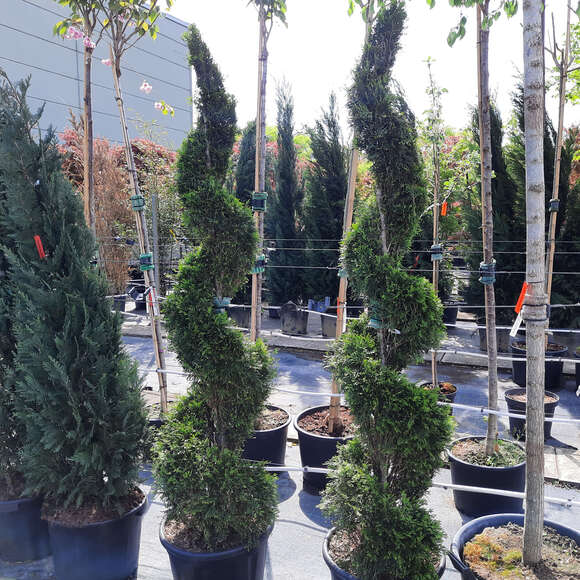 Thuja occidentalis 'Smaragd': Bild 10/11 Thuja occidentalis 'Smaragd': Bild 10/11