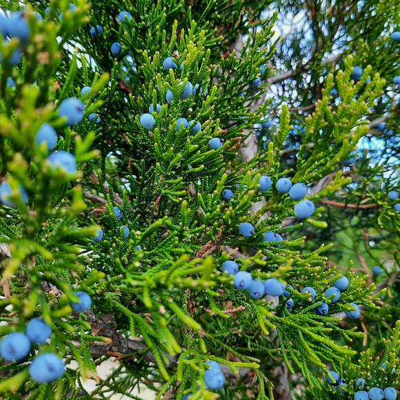 Juniperus virginiana 'Canaertii': Bild 4/5 Juniperus virginiana 'Canaertii': Bild 4/5