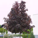 Acer platanoides 'Crimson King' - Blutahorn