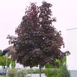 Acer platanoides 'Crimson King' - Blutahorn