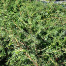 Juniperus communis 'Eva' - Weiblicher Heidewacholder, Gewürzwacholder