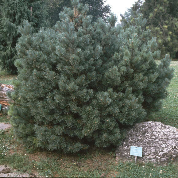 Pinus sylvestris 'Watereri': Bild 4/5 Pinus sylvestris 'Watereri': Bild 4/5