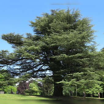 Cedrus libani 'Glauca'
