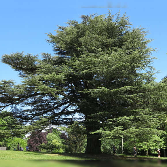 Cedrus libani 'Glauca': Bild 1/13 Cedrus libani 'Glauca': Bild 1/13