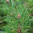 Pinus sylvestris 'Globosa Viridis': Bild 1/2