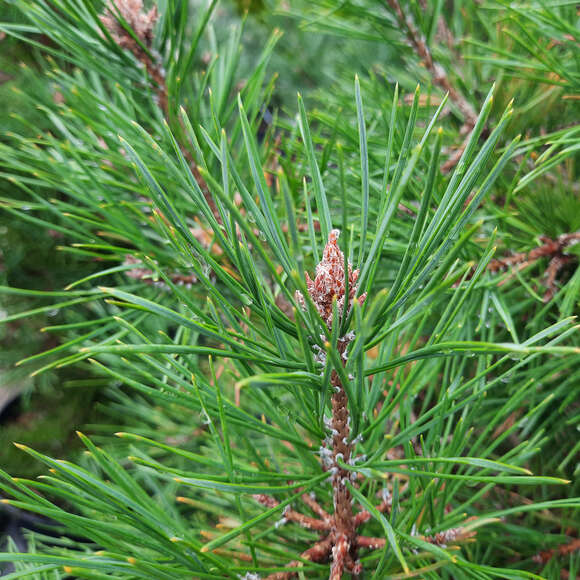 Pinus sylvestris 'Globosa Viridis': Bild 1/2 Pinus sylvestris 'Globosa Viridis': Bild 1/2