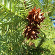 Cunninghamia lanceolata: Bild 4/6