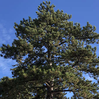 Pinus nigra austriaca: Bild 5/11