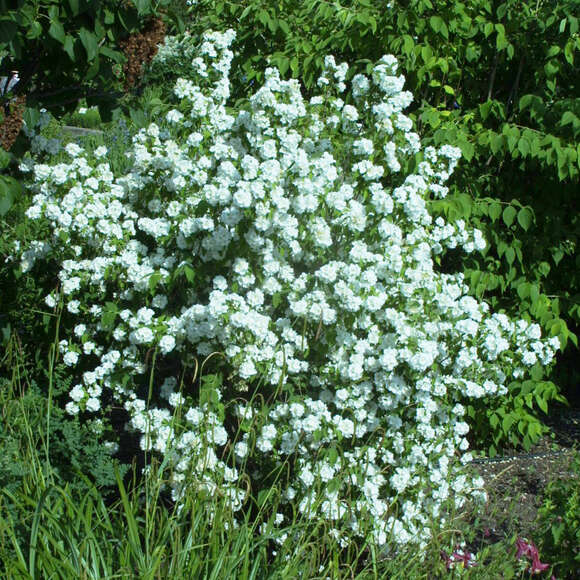 Philadelphus 'Bouquet Blanc': Bild 1/1 Philadelphus 'Bouquet Blanc': Bild 1/1