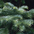 Cunninghamia lanceolata: Bild 2/6