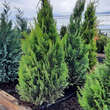 Chamaecyparis lawsoniana 'Alumigold': Bild 3/3