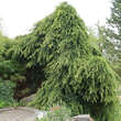 Cedrus deodara 'Pendula': Bild 2/5
