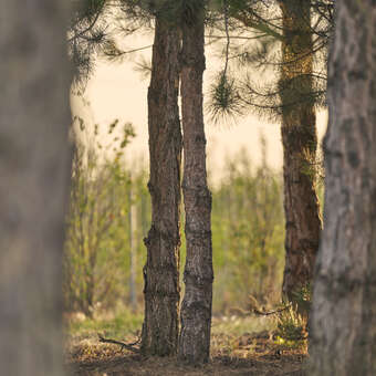 Pinus nigra austriaca: Bild 2/11