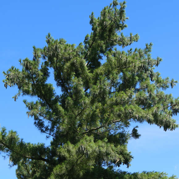 Pinus schwerinii: Bild 10/10 Pinus schwerinii: Bild 10/10