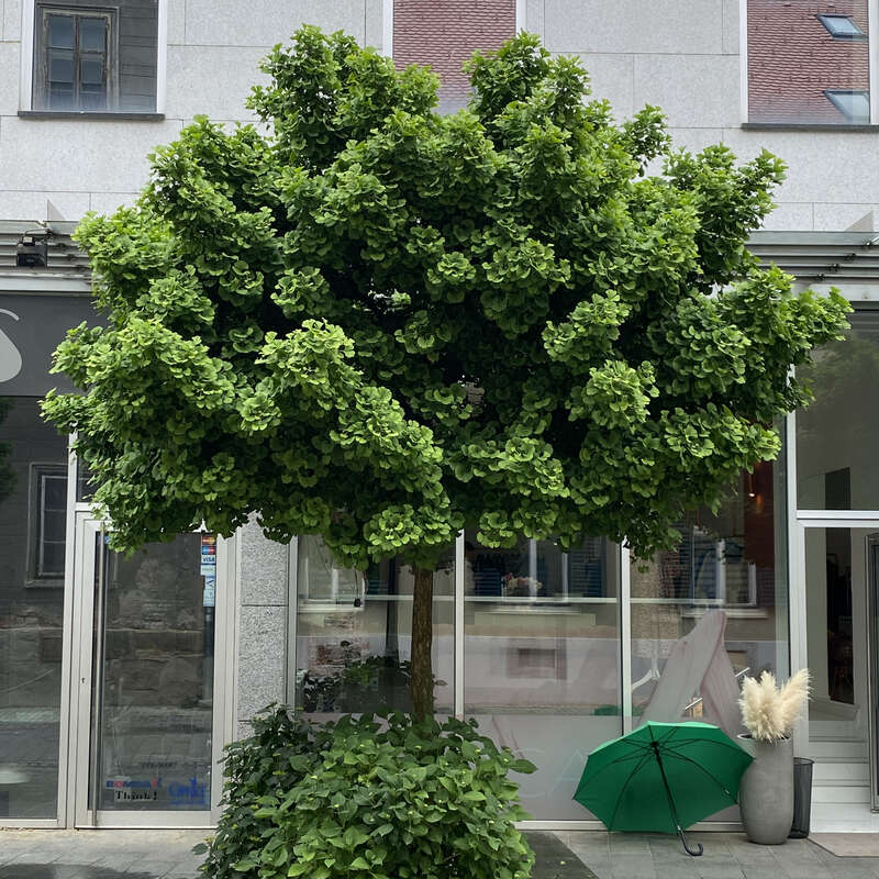 Kugel-Ginkgo