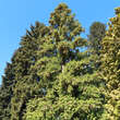 Cunninghamia lanceolata: Bild 6/6