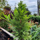 Taxodium distichum 'Peve Minaret' - Säulen-Sumpfzypresse
