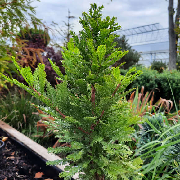 Taxodium distichum 'Peve Minaret': Bild 1/2 Taxodium distichum 'Peve Minaret': Bild 1/2