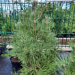 Pinus sylvestris 'Globosa Viridis': Bild 2/2
