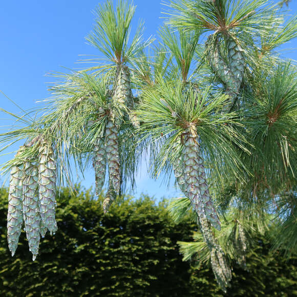 Pinus schwerinii: Bild 7/10 Pinus schwerinii: Bild 7/10