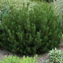 Pinus mugo mughus - Berg-Legföhre