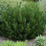 Pinus mugo mughus - Berg-Legföhre
