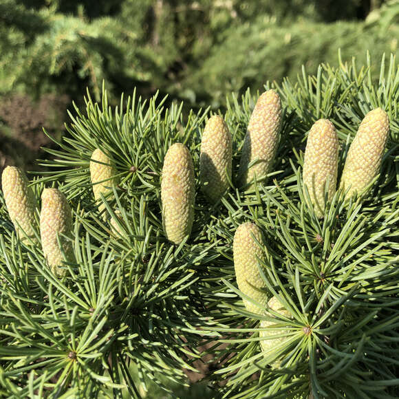 Cedrus libani 'Glauca': Bild 2/13 Cedrus libani 'Glauca': Bild 2/13