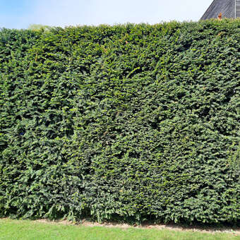 Heimische Eibe (Taxus baccata) grn kaufen | Praskac