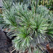 Pinus flexilis 'Vanderwolf's Pyramid': Bild 3/5