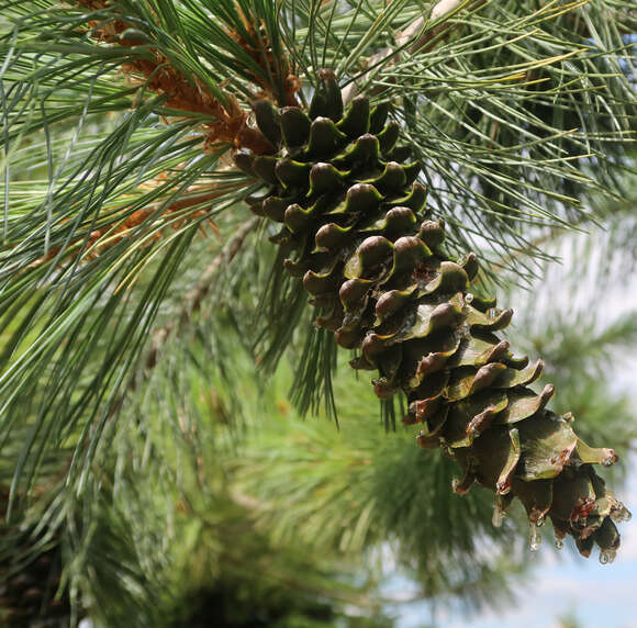 Pinus schwerinii: Bild 8/10 Pinus schwerinii: Bild 8/10