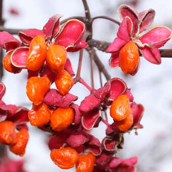 Euonymus bungeanus 'Dart's Pride'