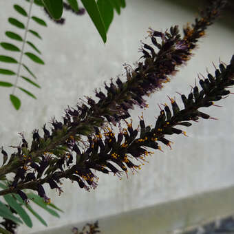 Amorpha fruticosa