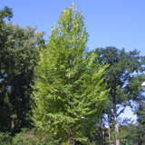 Ulmus 'Sapporo Autumn Gold' - Resista-Ulme