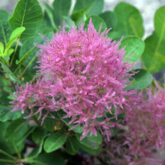 Cotinus coggygria 'Zuckerwatte'