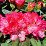Rhododendron Yakusimanum Hyb. rot - Rhododendron