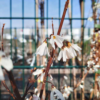Abeliophyllum distichum