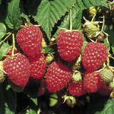 Rubus idaeus 'Himbo-Top' - Himbeere