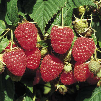 Rubus idaeus 'Himbo-Top'