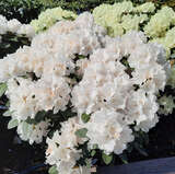 Rhododendron Yakusimanum Hybr. - weiß - Berg-Rhododendron