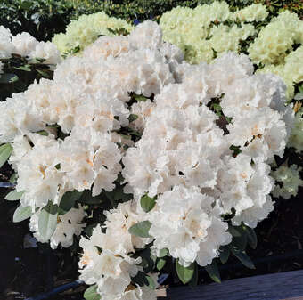Rhododendron Yakusimanum Hybr. - weiß