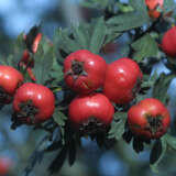 Crataegus tanacetifolia - Griechischer Weißdorn