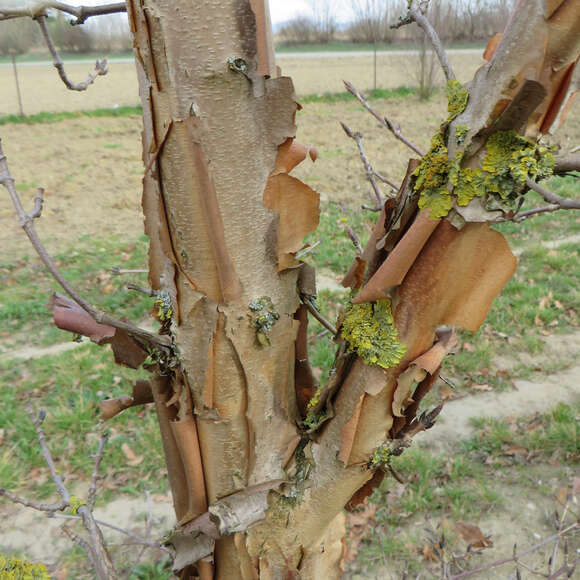 Acer triflorum: Bild 7/7