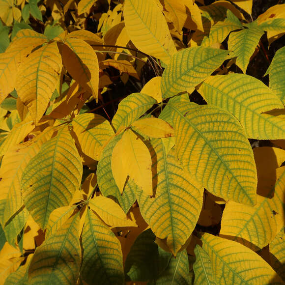 Aesculus parviflora: Bild 7/8 Aesculus parviflora: Bild 7/8